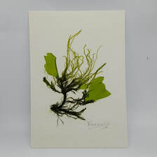 Seaweed Print by Farraige